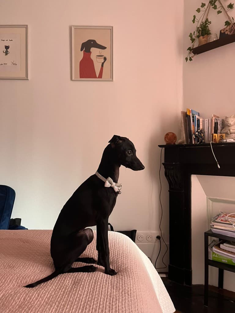 Chien au nœud papillon, présence calme dans un intérieur