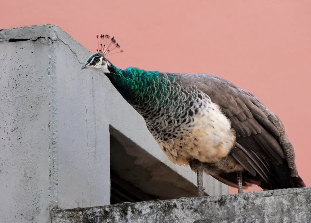 Paonne au plumage irisé, posée sur un rebord face à un mur rose